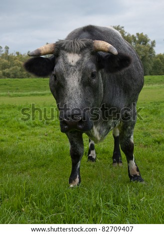 One grey cow standing in the meadow is looking very searchingly