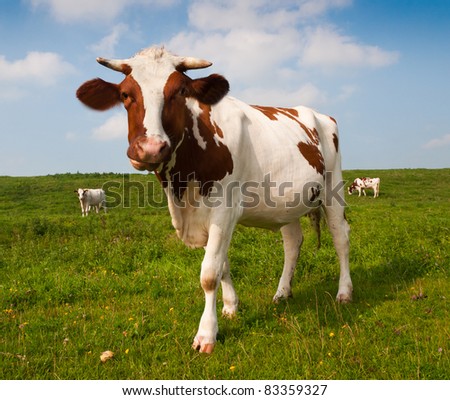 Close-up of a red en white spotted young cow in a Dutch landscape with other cows in the background