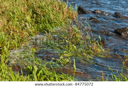 Close-up of the bank of the river Bergse Maas in the Netherlands