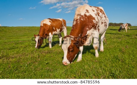 Red spotted cows grazing in a Dutch meadow and against a blue sky