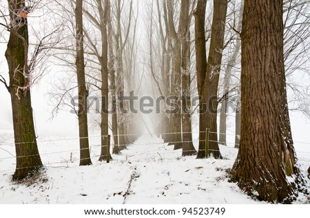 A snowy path between the trees. It is very early in the morning and it freezes very much in the Netherlands. The morning mist still hangs over the landscape. The view is limited and less colorful.