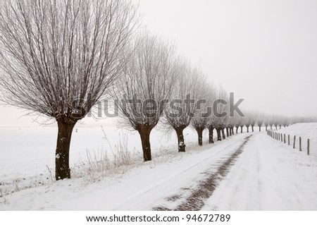 Row of pollard willows. It is very early in the morning and it freezes very much in the Netherlands. The morning mist still hangs over the landscape. The view is limited and less colorful.