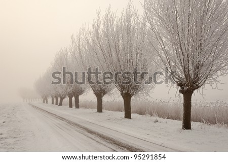 Row of pollard willows. It is very early in the morning and it freezes very much in the Netherlands. The morning mist still hangs over the landscape. The view is limited and less colorful.