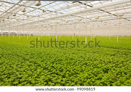 Greenhouse in the Netherlands with many small  Chrysanthemum plants. It will take a few weeks before budding and flowering begins.