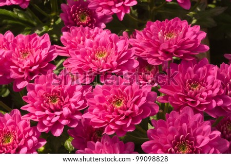 Fuchsia colored Chrysanthemums in a Dutch greenhouse ready for harvesting.