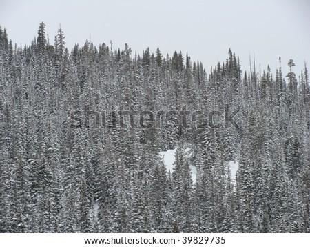 evergreens in winter