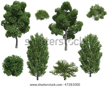 Poplar trees and bushes isolated on white background