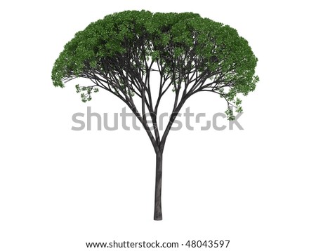 Willow tree isolated on white