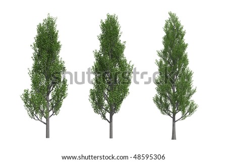 poplar trees pictures. stock photo : Poplar trees