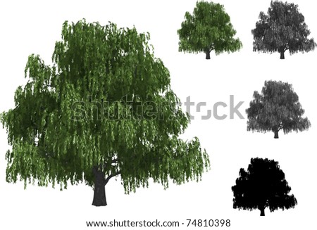 Vector Set Of Willow Trees - 74810398 : Shutterstock