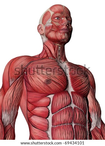Anatomy Muscles Stock Photo 69434101 : Shutterstock