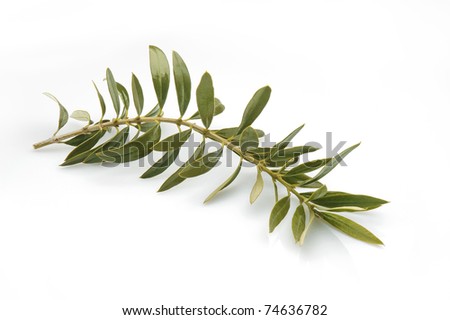 Olive Twig