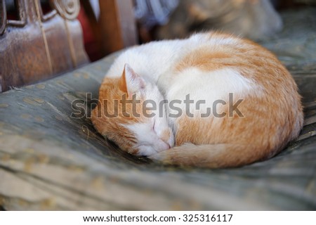 Sleeping little cat on a chair