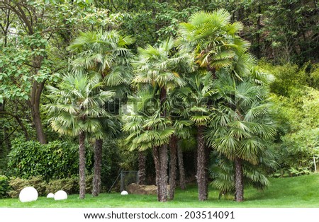 Garden of a villa; forest with palm trees in the foreground