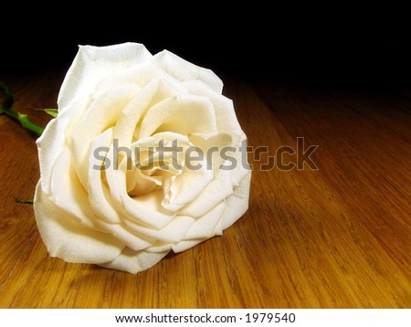 single white rose wallpaper. single white rose wallpaper.