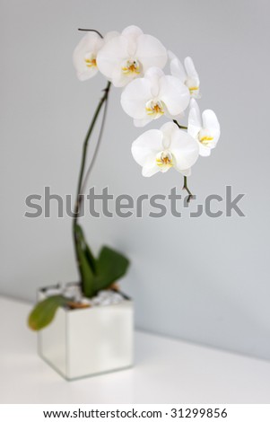 Glamourous orchid in flower - portrait interior