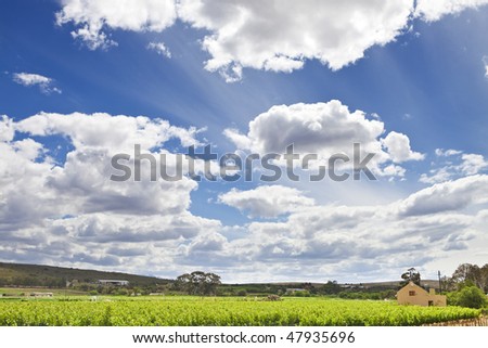 Country scene with blue sky and vineyard - landscape exterior