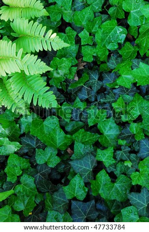 fern leafs with english ivy