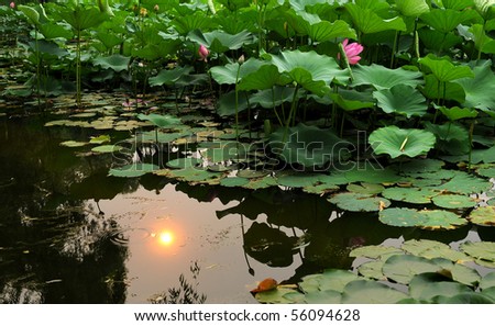 Golden  Lotus pond