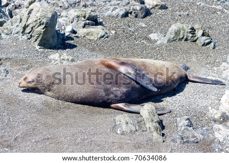 Seal rests on a beach. Marlborough, Mew Zealand