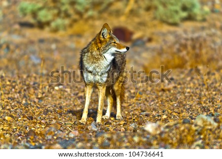 Wild Coyote on a Death Valley Desert