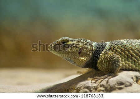 Central bearded dragon on the hot rock - close-up