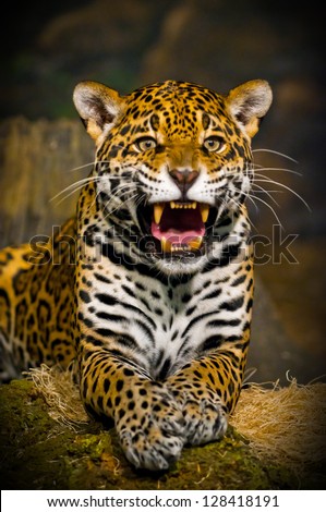 Roaring Adult Female Jaguar Looking Into The Camera