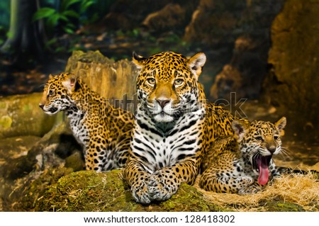 Two little Jaguar Cubs One yawning another looking left while mother looking straight into the camera