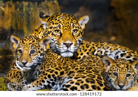 Little Baby Jaguar playing with its mother Little Baby Jaguar playing with its mother