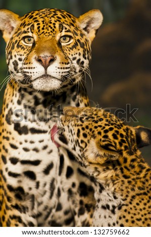 Little Jaguar Cub licking his mother\'s fur