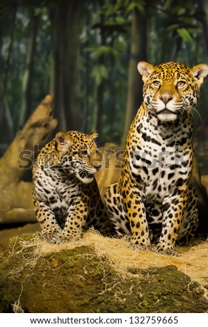 Adult Protective female Jaguar with her cub.