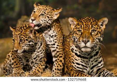 Two young Jaguar Cubs with their mother