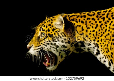 Roaring Adult Female Jaguar over black background