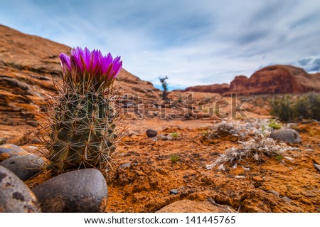 Blooming Cactus on a rugged rocky slope against blue sky