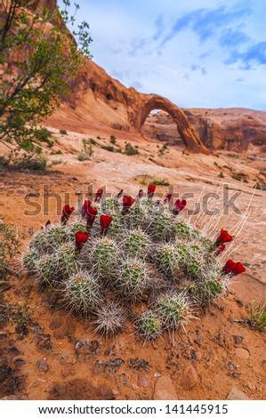 Wild blooming cacti with famous Corona Arch in the back