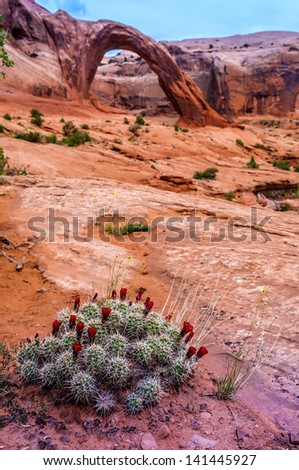 Wild blooming cacti with famous Corona Arch in the back