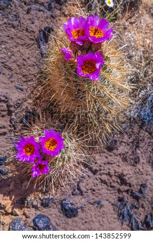 Purple Yellow Cactus blossom on a Squaw flat Trail