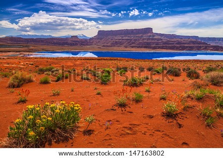 Wild Flowers near Evaporation Pools with La Sale Mountains in the Back against beautiful blue sky