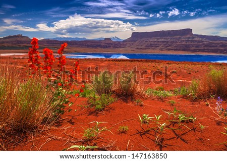 Wild Flowers near Evaporation Pools with La Sale Mountains in the Back against beautiful blue sky