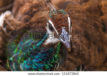 Close-up shot of a beautiful Female Peacock