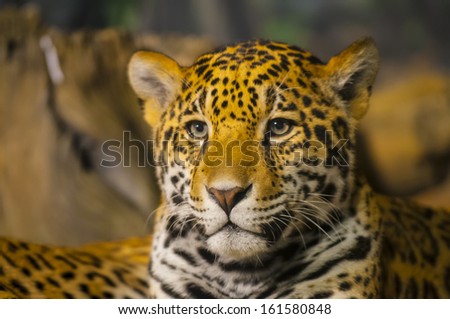 Portrait of a young Jaguar Cat looking towards the camera