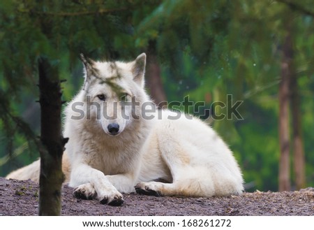 The arctic wolf (Canis lupus arctos), also called snow wolf or white wolf,