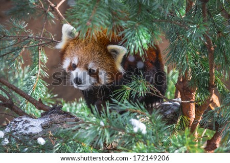 red panda - Ailurus fulgens, also called lesser panda and red cat-bear