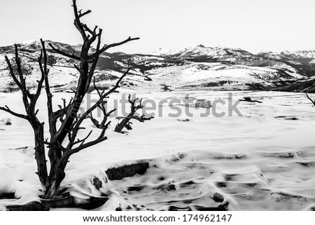 Black and White Winter Landscape - Yellowstone National Park