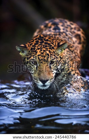 Jaguar hunting in the water after sunset looking towards the camera