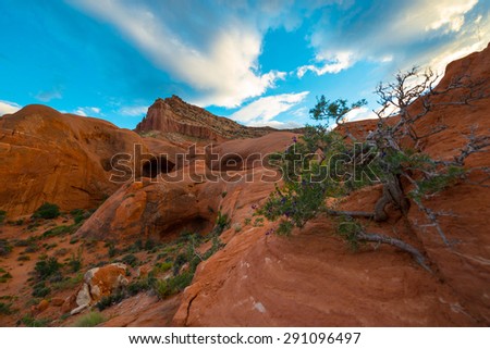 Desert Flora Cave Point, Grand Staircase - Escalante National Monument  Horizontal Composition