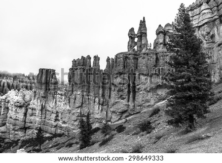 Hoodoos and a pine trees Bryce Canyon Black and White