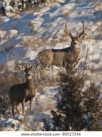 Two deer in Theodore Roosevelt National Park