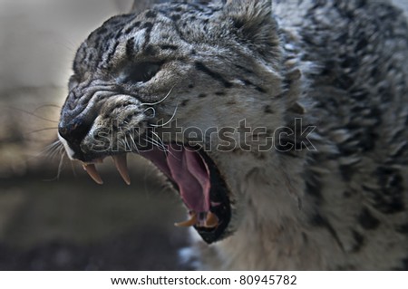 Snow leopard with its mouth wide open showing its teeth.