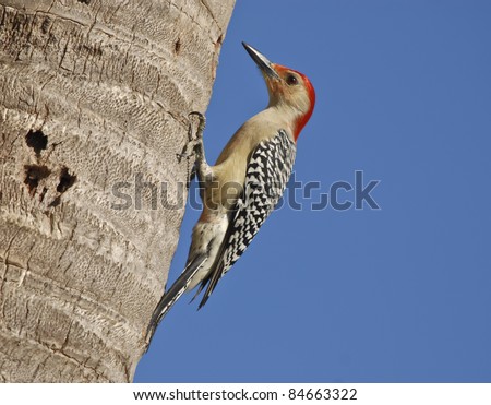 Red Headed Woodpecker on the palm tree